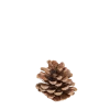 Pomme de pin Vintage