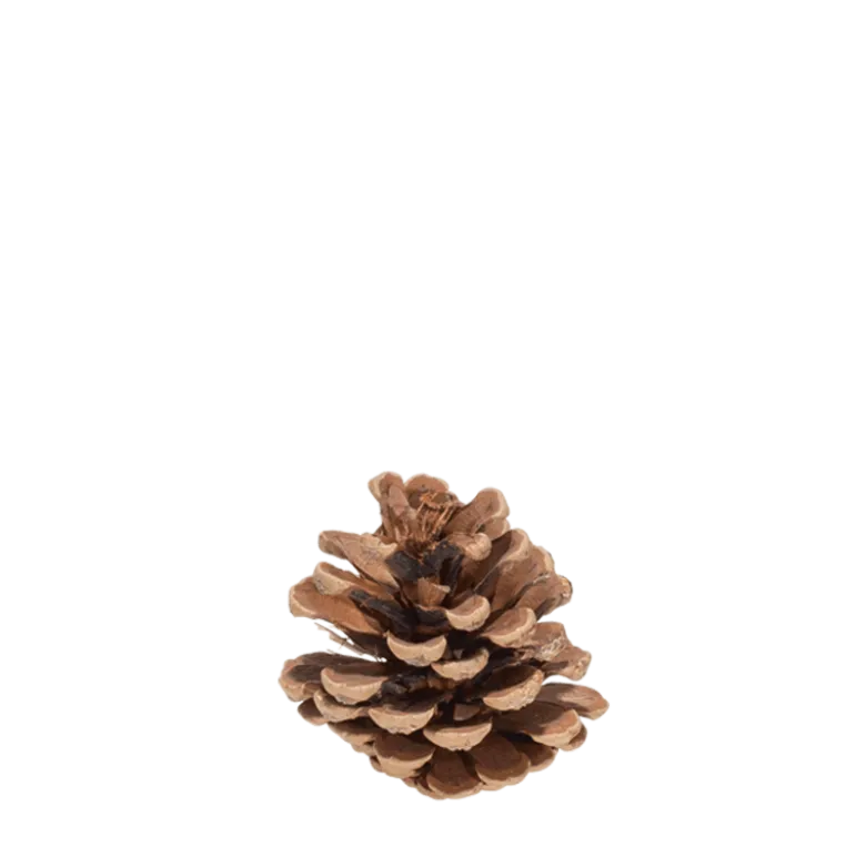 Pomme de pin Vintage