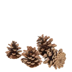 Pomme de pin Vintage